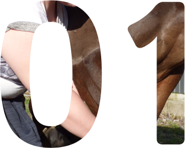 1ère étape déroulement d'une séance d'ostéopathie animale