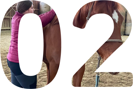 2ème étape déroulement d'une séance d'ostéopathie animale