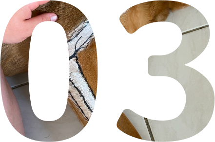 3ème étape déroulement d'une séance d'ostéopathie animale