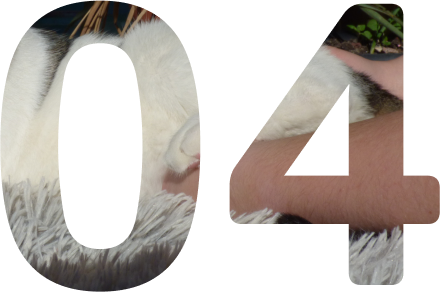 4ème étape déroulement d'une séance d'ostéopathie animale