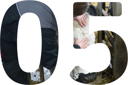 5ème étape déroulement d'une séance d'ostéopathie animale