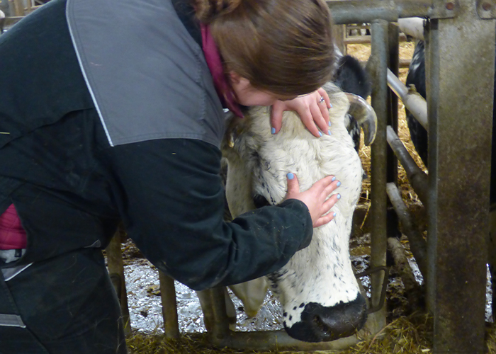 manipulation d'ostéopathie sur bovin