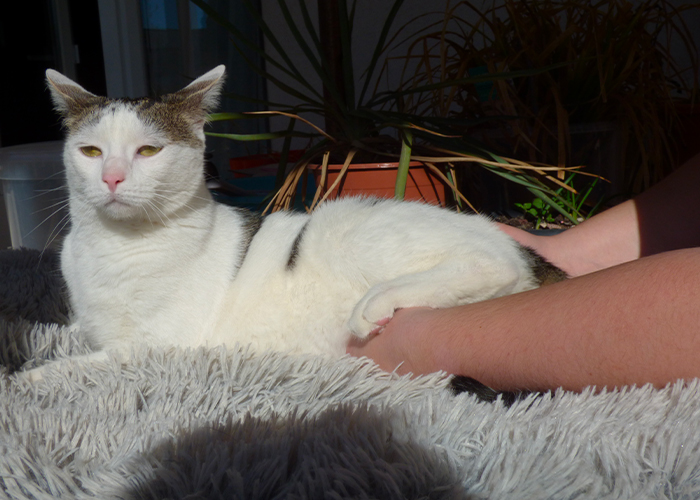 manipulation d'ostéopathie sur chat