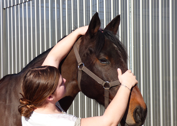 manipulation d'ostéopathie sur cheval