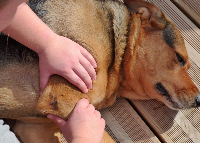 manipulation sur chien