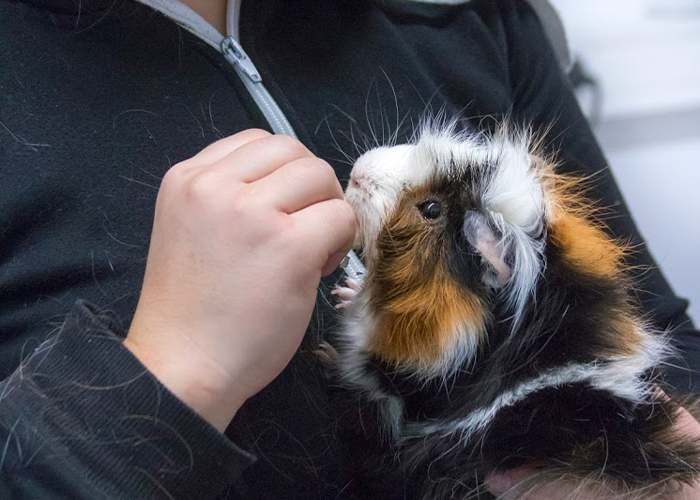 manipulation d'ostéopathie sur nouvel animal de compagnie (hamster)