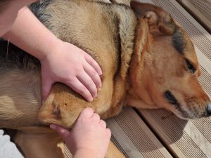 test articulation huméro antébrachiale